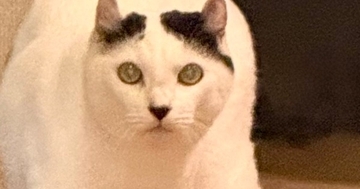 実家に帰ったら、猫が『まさかのポーズ』でじっと見つめてきて…笑ってしまう『お出迎えの光景』に3万いいね「セクシーｗ」「令和版やんのか」
