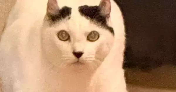 実家に帰ったら、猫が『まさかのポーズ』でじっと見つめてきて…笑ってしまう『お出迎えの光景』に3万いいね「セクシーｗ」「令和版やんのか」