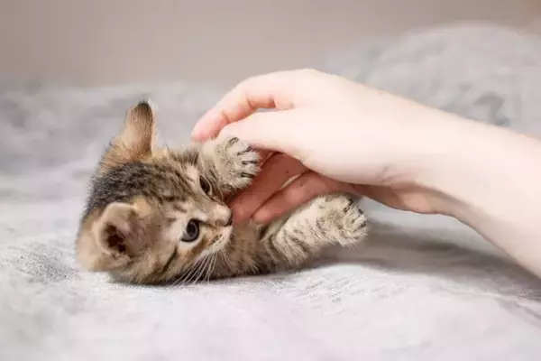 子猫の『成長を邪魔する』絶対にNGな行為5選　避けるべき理由や適切な関わり方まで
