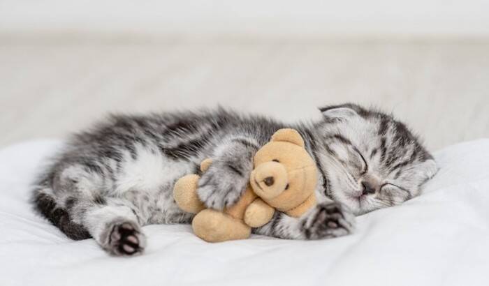 子猫の『成長を邪魔する』絶対にNGな行為5選　避けるべき理由や適切な関わり方まで