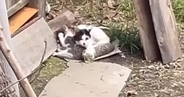 台風が迫る中、子猫たちを必死に守っていた母猫…親子そろって保護された様子に「出会えてよかった」「幸せになるんだよ」と58万再生
