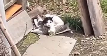 台風が迫る中、子猫たちを必死に守っていた母猫…親子そろって保護された様子に「出会えてよかった」「幸せになるんだよ」と58万再生