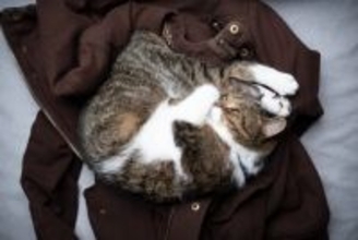 猫がわざわざ『飼い主さんの洋服の上』で寝る5つのワケ　ちょっと置いておいた隙に…なぜ？
