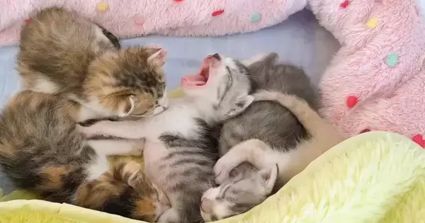 お昼寝中の赤ちゃん猫たち→1匹が『あくび』をし始めたら…可愛すぎる展開に癒される人が続出「カワイイが大渋滞」「メロメロになっちゃう」