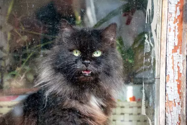 猫が『悲しそうな声』で鳴くときの理由4つ　込められた意味とは？対処法までご紹介