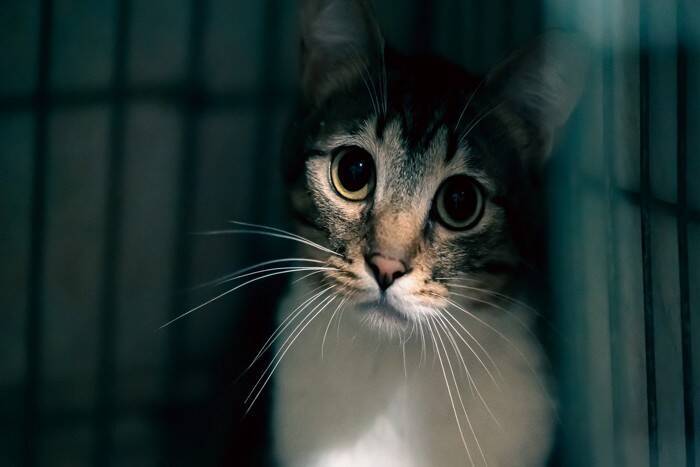 猫が『悲しそうな声』で鳴くときの理由4つ　込められた意味とは？対処法までご紹介