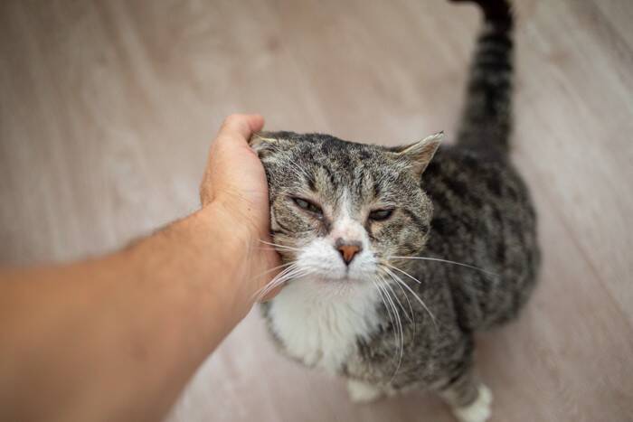 猫が『悲しそうな声』で鳴くときの理由4つ　込められた意味とは？対処法までご紹介