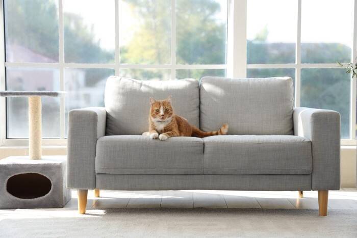 猫が『悲しそうな声』で鳴くときの理由4つ　込められた意味とは？対処法までご紹介