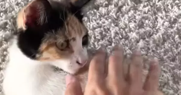 猫を保護したら『妊娠』が発覚→約１か月半が経過すると…涙あふれる展開が12万再生「すごい頑張ったね」「愛情をありがとう」