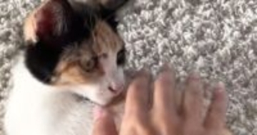 猫を保護したら『妊娠』が発覚→約１か月半が経過すると…涙あふれる展開が12万再生「すごい頑張ったね」「愛情をありがとう」