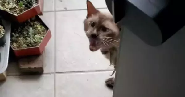 玄関前で毎朝『ニャーニャー』と鳴いてアピールしてきた猫→保護して２年…幸せいっぱいな光景に感動「良い出会い」「驚くほど毛質が変わった」