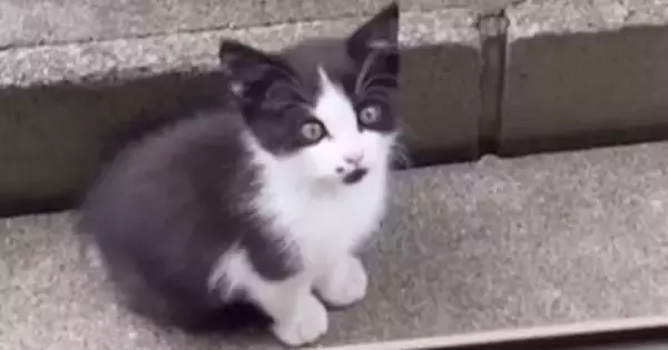 家の中を覗き込む『ひとりぼっちの痩せた子猫』…涙あふれる『２年後の光景』に「当時が嘘のよう」「本当によかったね」と感動の声続出