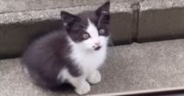 家の中を覗き込む『ひとりぼっちの痩せた子猫』…涙あふれる『２年後の光景』に「当時が嘘のよう」「本当によかったね」と感動の声続出