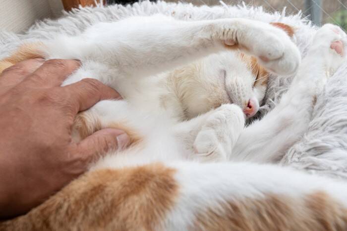 猫が安心できる『距離感』のポイント4つ　やりがちなNG行動や上手な接し方も解説