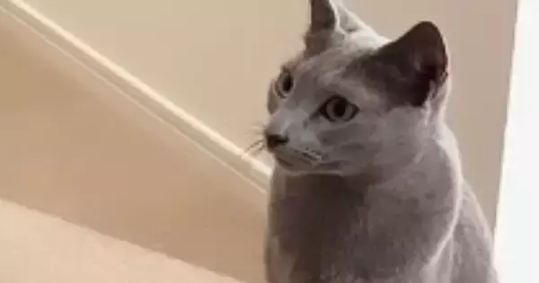 廊下に座っていた猫たち→パパの『鼻歌』が聞こえてきた結果…まさかの反応が21万再生「怖すぎたｗｗ」「笑いが止まらないｗ」と爆笑の声