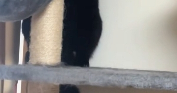 部屋の掃除中、2匹の猫が『キャットタワーに避難』した結果…可愛すぎる『逃げ方』に「黒猫やばい」「100点の怯え方」「漫画みたいｗ」の声