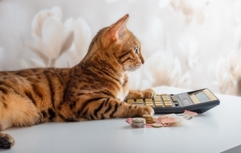猫と暮らしてから気付く『理想と現実』のギャップ4選　想像以上に大変？飼う前に備えておくべき心得