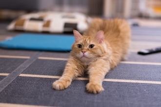 猫がグーッと『体を伸ばしている』ときの心理4つ　行動の意味や体にもたらす意外なメリットまで