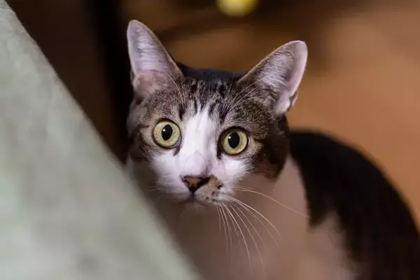 猫が『喉をゴロゴロ鳴らさなくなった』ときの理由4つ　心身に不調が隠れている可能性も…