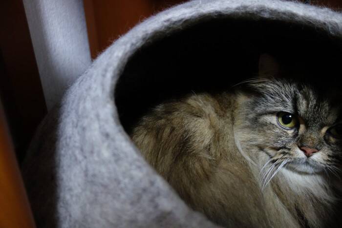 猫が『喉をゴロゴロ鳴らさなくなった』ときの理由4つ　心身に不調が隠れている可能性も…