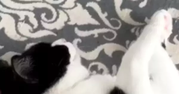 床で気持ちよさそうに眠っていた猫→隣を見ると『ぬいぐるみ』が置いてあって…あまりにも可愛すぎる瞬間に「最高ｗ」「お見事ｗ」と反響