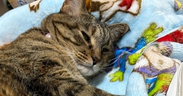 赤ちゃん用の電動ベッドで『くつろぐ猫』→スイッチを入れてみたら…まさかの光景に1万7000いいね「正しい使い方ｗ」「赤ちゃん返りｗ」