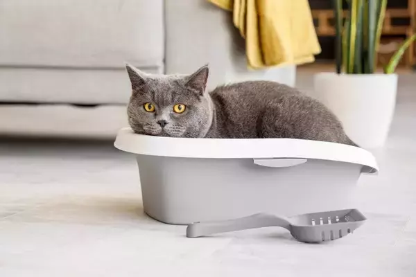 猫が『ウンチの前後に大声で鳴く』4つの原因　何を伝えているの？