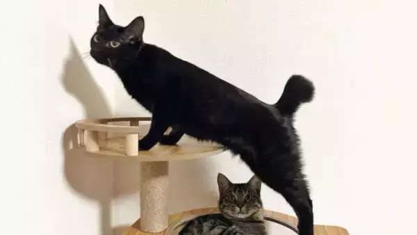 たまになんやけど、黒猫の表情が……→『衝撃的すぎる顔つき』に大爆笑！324万表示「猫に見えないｗ」「か、かわいいよ」とSNSで話題に