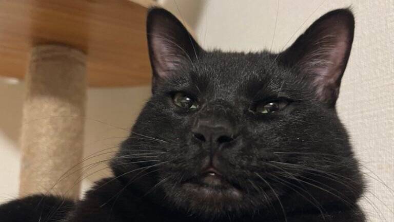 たまになんやけど、黒猫の表情が……→『衝撃的すぎる顔つき』に大爆笑！324万表示「猫に見えないｗ」「か、かわいいよ」とSNSで話題に