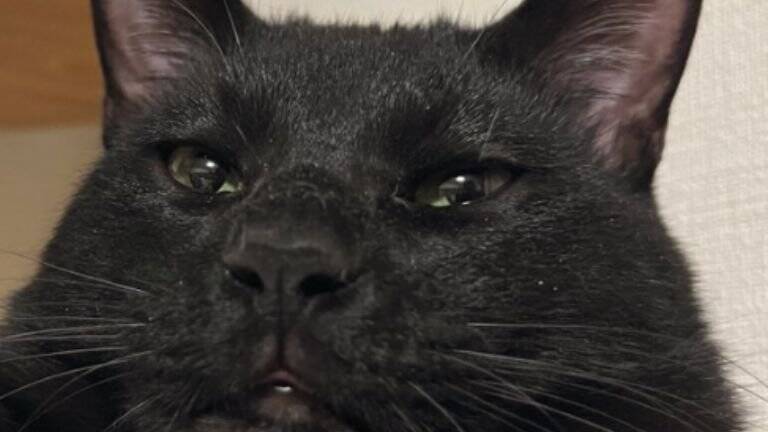 たまになんやけど、黒猫の表情が……→『衝撃的すぎる顔つき』に大爆笑！324万表示「猫に見えないｗ」「か、かわいいよ」とSNSで話題に