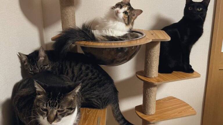 たまになんやけど、黒猫の表情が……→『衝撃的すぎる顔つき』に大爆笑！324万表示「猫に見えないｗ」「か、かわいいよ」とSNSで話題に