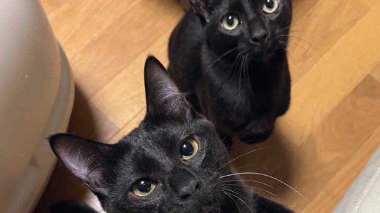 たまになんやけど、黒猫の表情が……→『衝撃的すぎる顔つき』に大爆笑！324万表示「猫に見えないｗ」「か、かわいいよ」とSNSで話題に