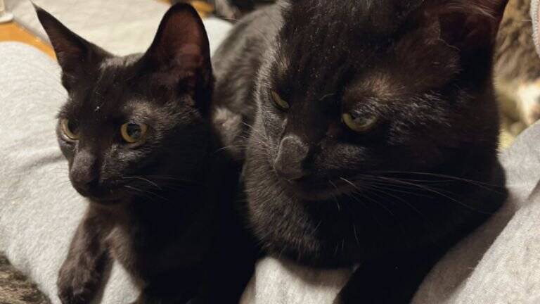 たまになんやけど、黒猫の表情が……→『衝撃的すぎる顔つき』に大爆笑！324万表示「猫に見えないｗ」「か、かわいいよ」とSNSで話題に