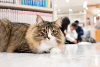 『猫カフェ』で絶対にしてはいけないNG行動6選　服装にも要注意？心がけるべきマナーとは
