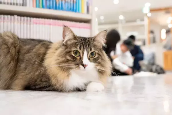 『猫カフェ』で絶対にしてはいけないNG行動6選　服装にも要注意？心がけるべきマナーとは