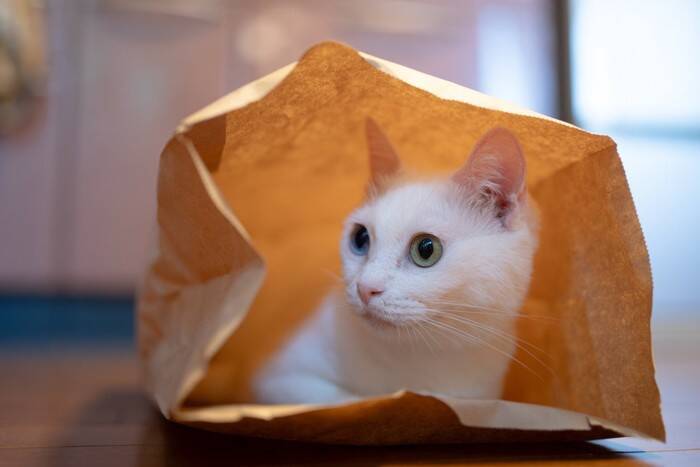 『猫カフェ』で絶対にしてはいけないNG行動6選　服装にも要注意？心がけるべきマナーとは