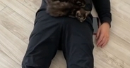 『子猫たちがやけに静かだな』と思ったら、『パパの上』で……まさかの瞬間に４万いいね「夢のような光景ｗ」「なんて素敵な場面ｗ」と反響