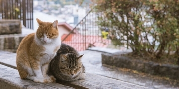 『野良猫』にやってはいけない絶対NG行為5つ　思わぬトラブルの可能性から正しい関わり方まで