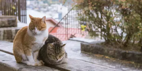 『野良猫』にやってはいけない絶対NG行為5つ　思わぬトラブルの可能性から正しい関わり方まで