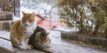 『野良猫』にやってはいけない絶対NG行為5つ　思わぬトラブルの可能性から正しい関わり方まで