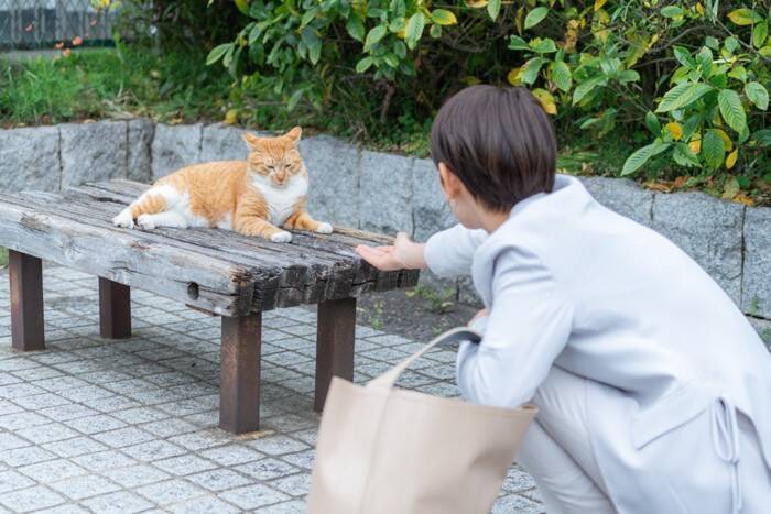 『野良猫』にやってはいけない絶対NG行為5つ　思わぬトラブルの可能性から正しい関わり方まで
