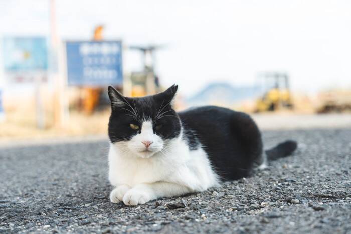 『野良猫』にやってはいけない絶対NG行為5つ　思わぬトラブルの可能性から正しい関わり方まで