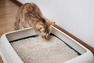 猫が『トイレの砂』を食べようとする理由3つ　体に悪影響はあるの？防ぐための対策方法も