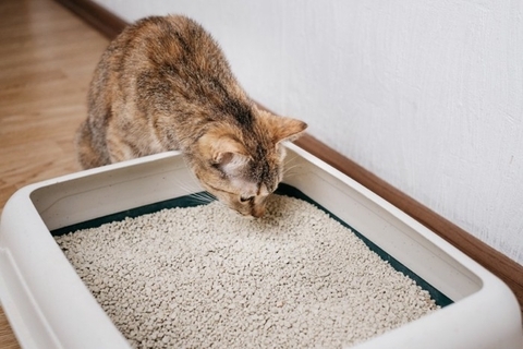 猫が『トイレの砂』を食べようとする理由3つ　体に悪影響はあるの？防ぐための対策方法も
