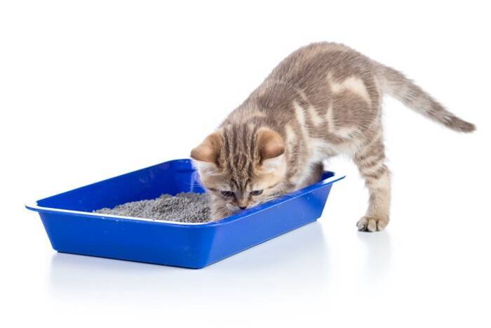 猫が『トイレの砂』を食べようとする理由3つ　体に悪影響はあるの？防ぐための対策方法も