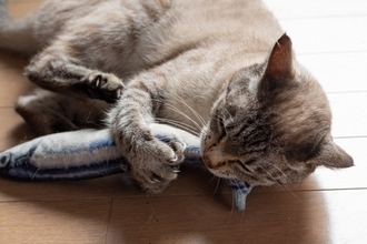 猫が『けりぐるみ』にのめりこむ理由3つ　なぜ夢中で蹴るの？愛猫にもたらすメリットも解説