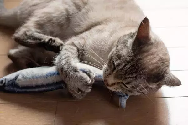 猫が『けりぐるみ』にのめりこむ理由3つ　なぜ夢中で蹴るの？愛猫にもたらすメリットも解説