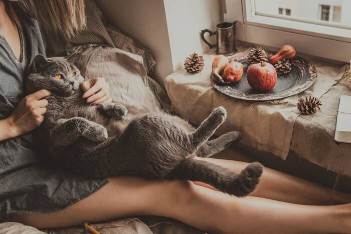 猫が『お風呂上がりの人』に寄ってくる理由5つ　どんな目的があるの？上手な応え方まで