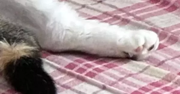 部屋に入った瞬間『くつろぐ猫』を見て大爆笑…まさかの『おっさんすぎる光景』に１万いいね「背中にチャックありそう」「社長感」