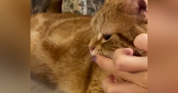 猫に水を飲んでほしい飼い主がとった作戦とは…あまりにも可愛い展開が132万再生「夏も教えてあげたらいいのかｗ」「天才すぎる」と絶賛
